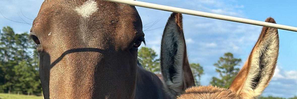 𝐸𝓋𝑒 ✿ banner