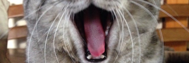_nekos_'s profile banner image