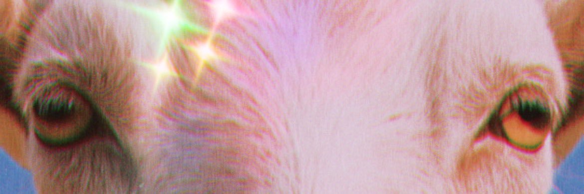 Johnny Apollo banner