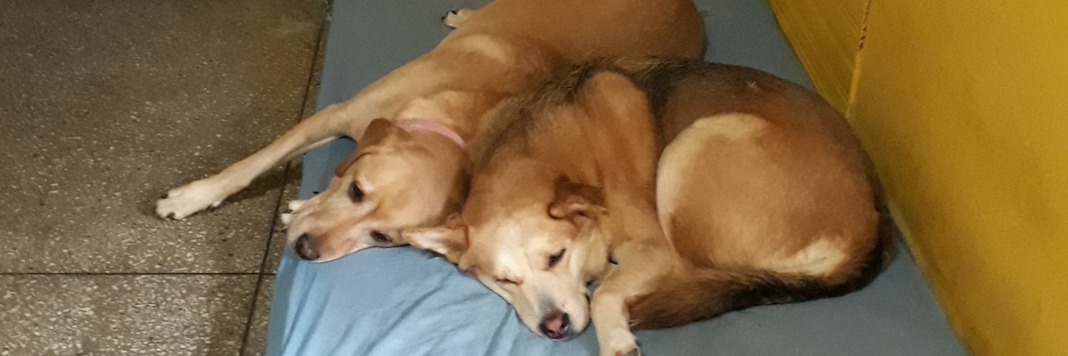 CharlieJunior's profile banner image