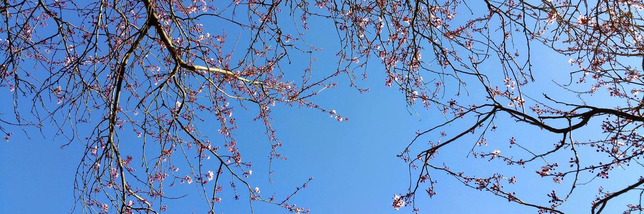 Sepideh Heydari banner