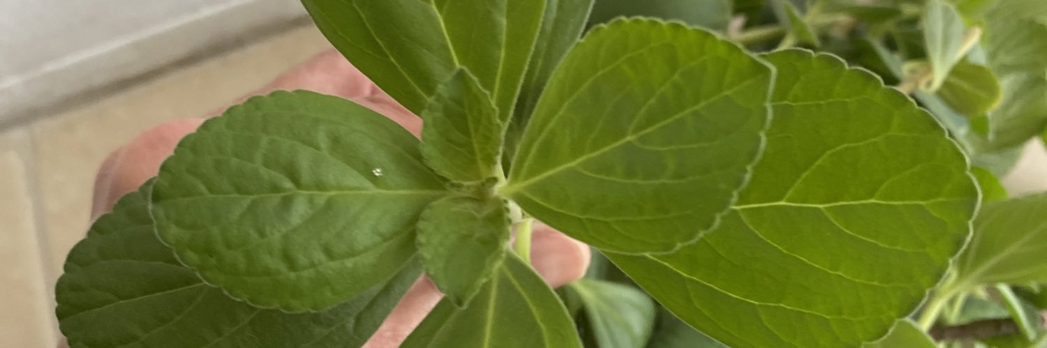 vanimancebo's profile banner image