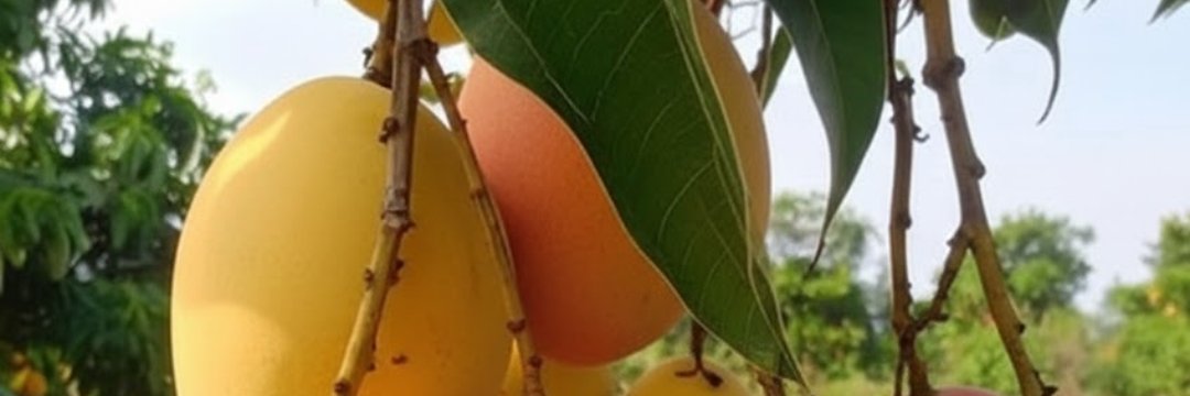 MangoTheory94's profile banner image