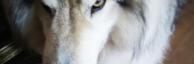 Derya Ergüçlü banner