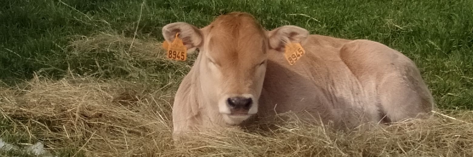 gadeCB's profile banner image