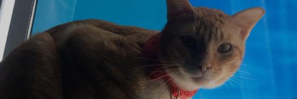 ainatuls's profile banner image