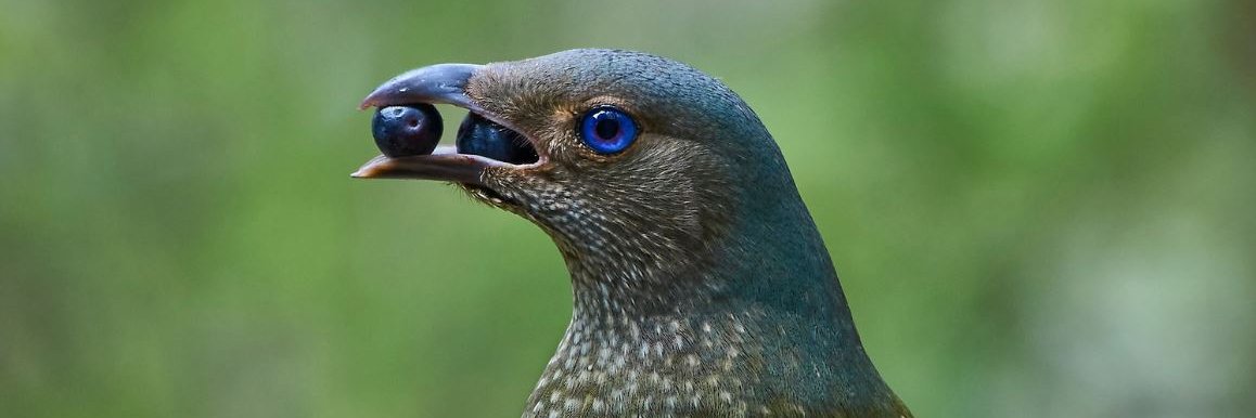 Dr Ben Desbrow banner