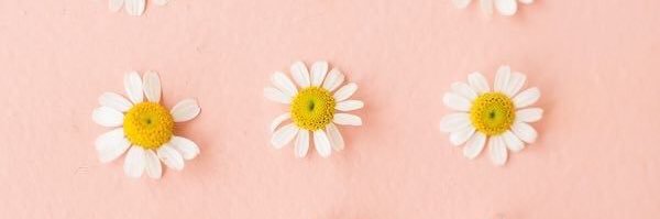 merebear_10's profile banner image