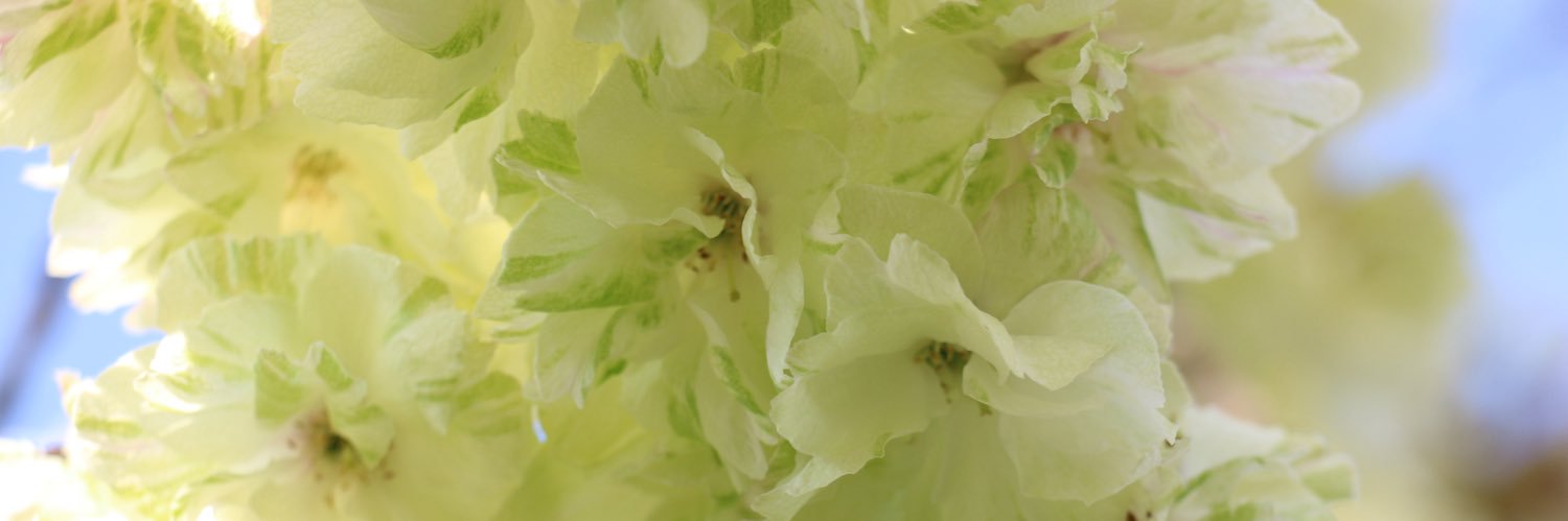 葉山安曇's banner
