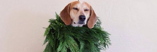rianaofficial's profile banner image