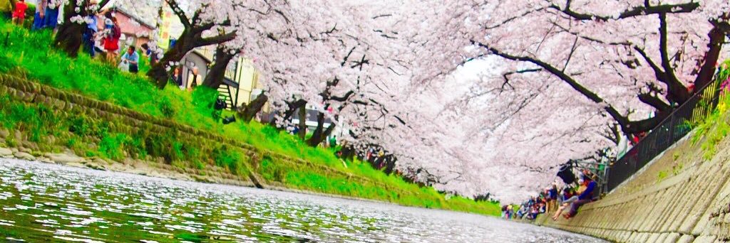 kinopiko2828's profile banner image