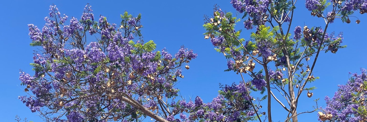 kmdrysdale's profile banner image