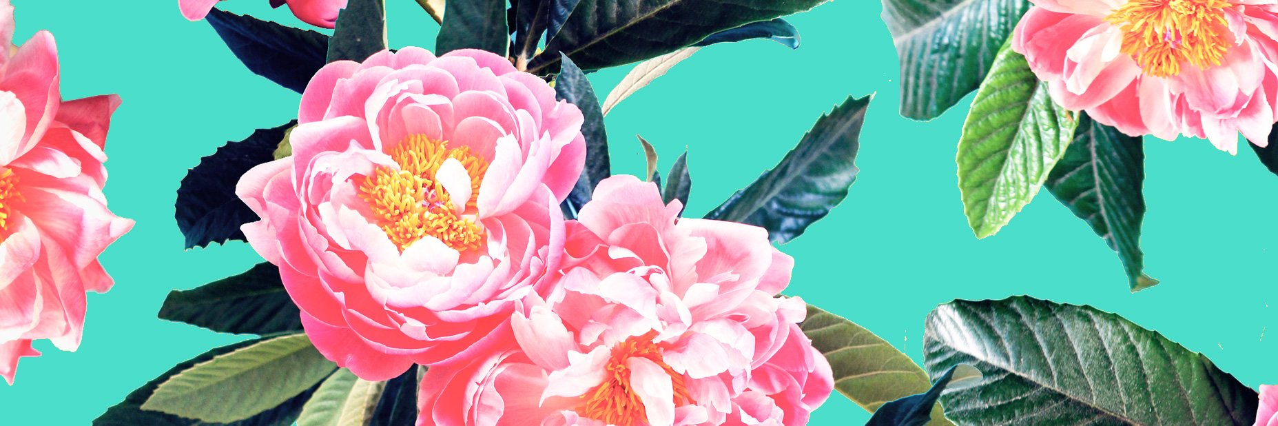 rosibolger's profile banner image