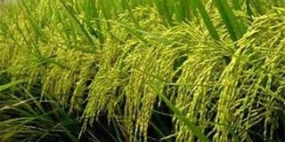 sushiltripathi's profile banner image