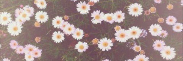 DanicaLavin's profile banner image