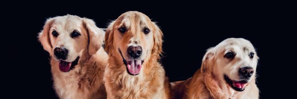 DumnoniChief Profile Banner