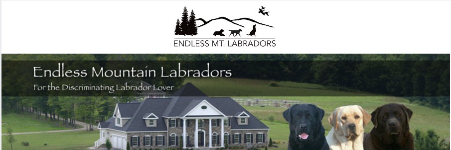 EMLabradors's profile banner image