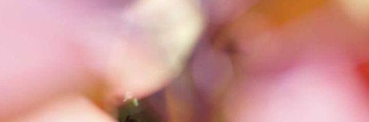 elbelfromleb's profile banner image