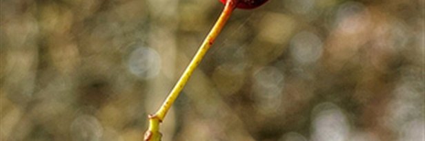 DLingwishx's profile banner image