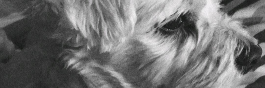 _blancamr_'s profile banner image