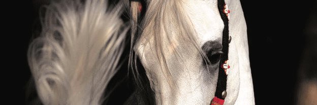 bander_222's profile banner image