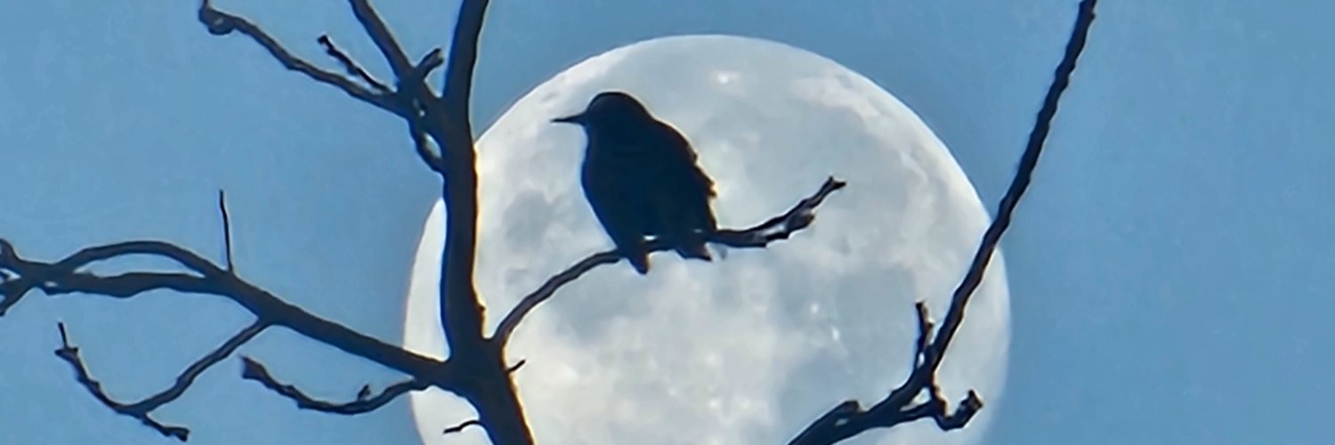 debb_morris's profile banner image
