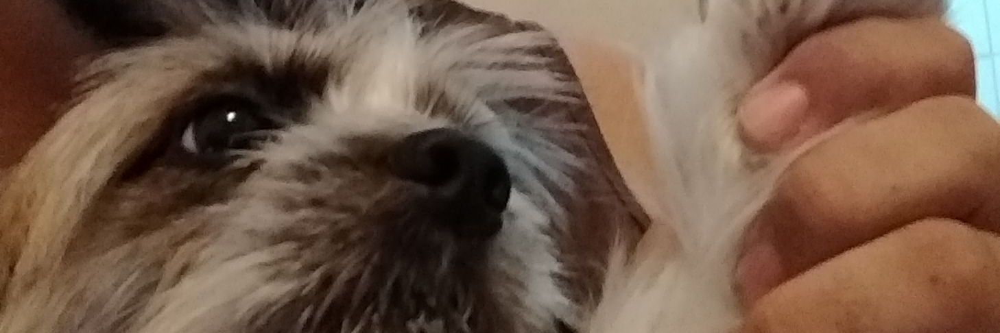 JesuisPedro's profile banner image