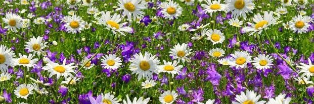 Susi Garcia Mantas banner