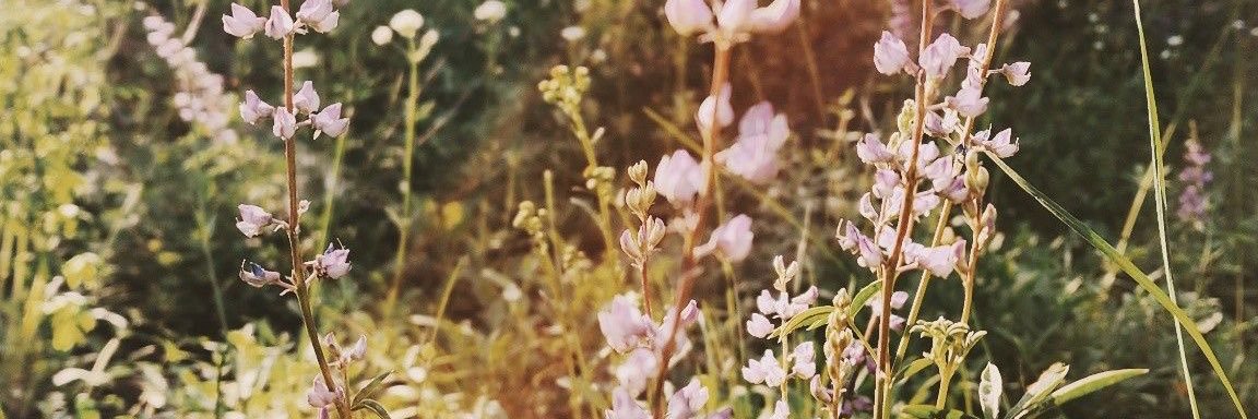 mariferaf_'s profile banner image