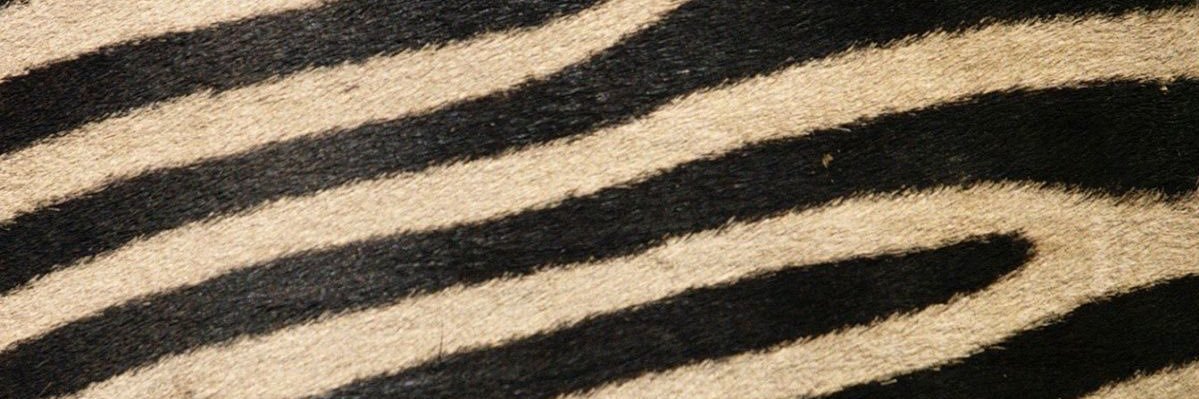 _sbrtw's profile banner image