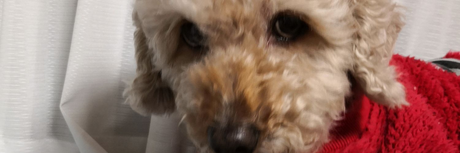 wan1215wan's profile banner image