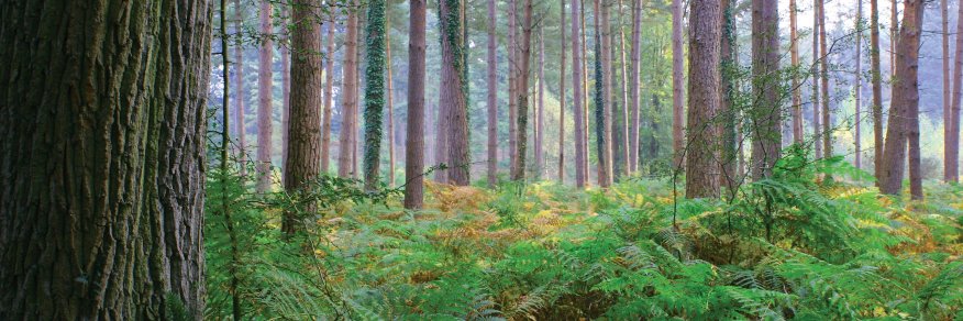 SouthernLoggers's profile banner image