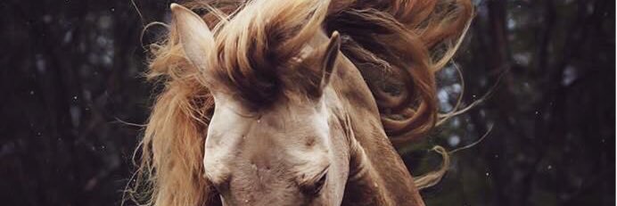 LyLkya's profile banner image