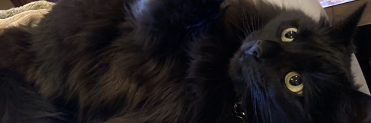 fox_skull's profile banner image