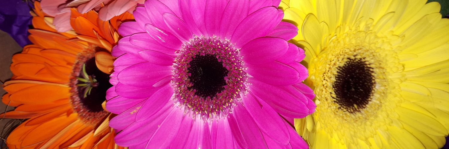 Aileen O Sullivan banner