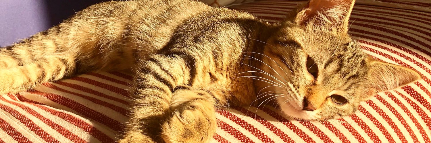 Miaou banner