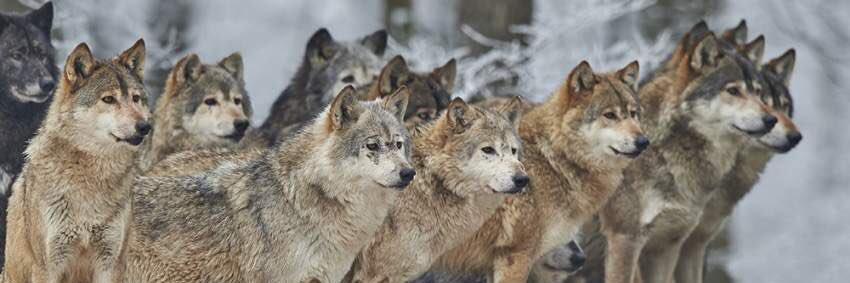 عبدالعزيز banner