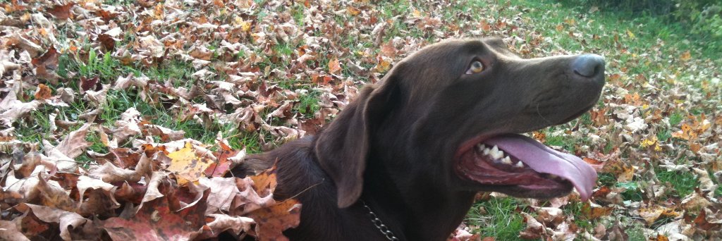 Hembrejl's profile banner image