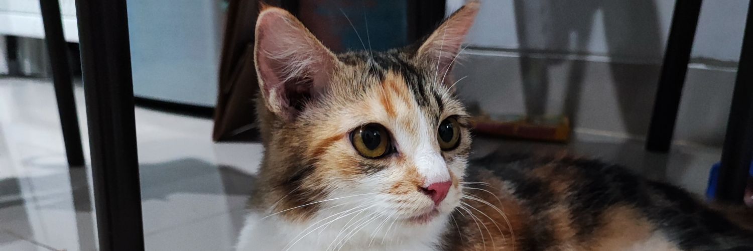 ronimarselino's profile banner image