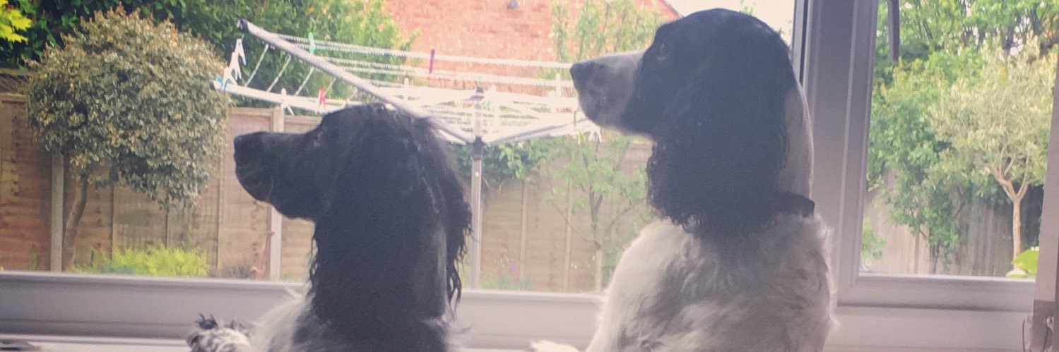 Mrs B🐶🐶 banner
