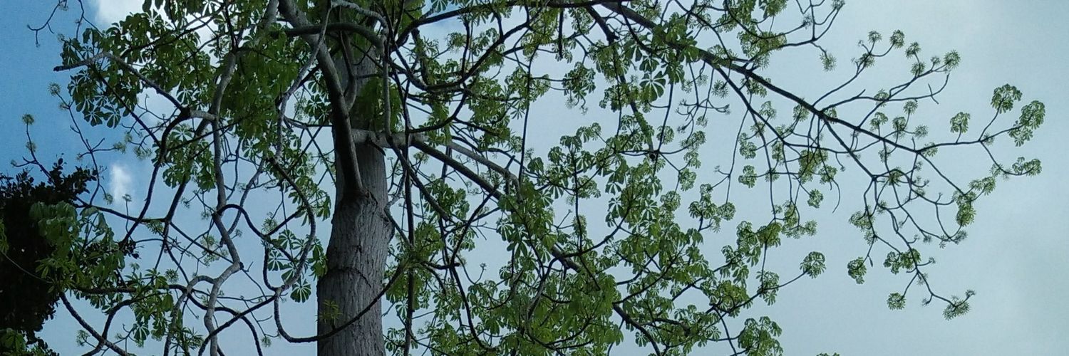 zyadav's profile banner image