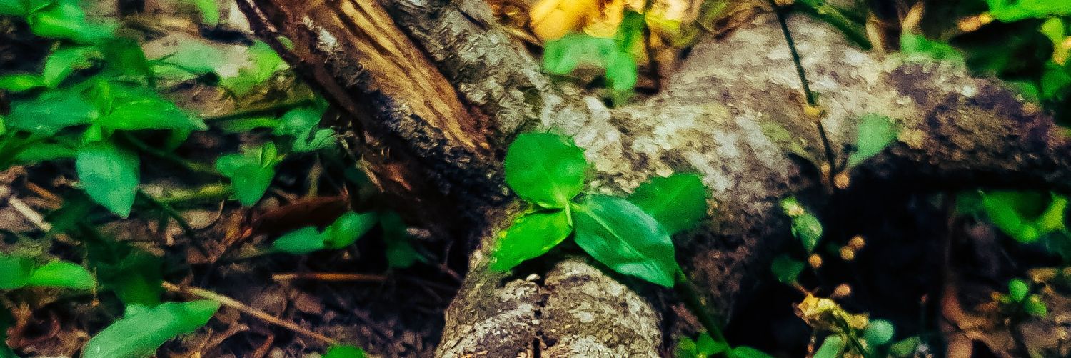 kash_phool's profile banner image