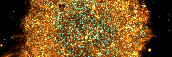 iWoodsie Profile Banner