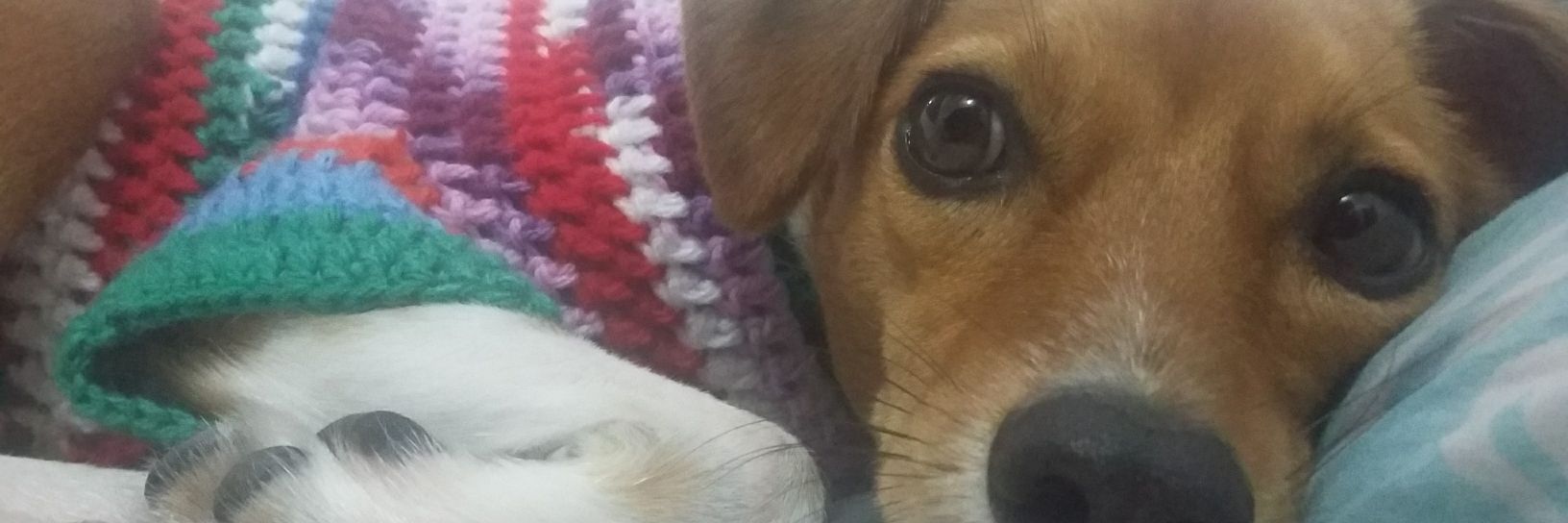josizombie's profile banner image