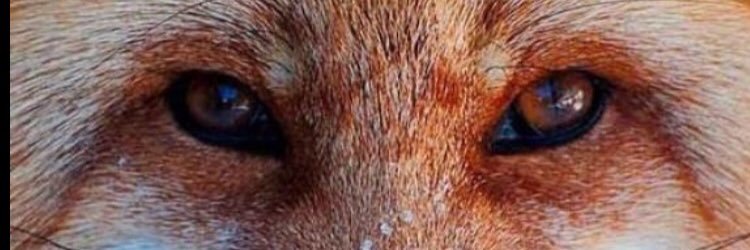 BarryFox07's profile banner image