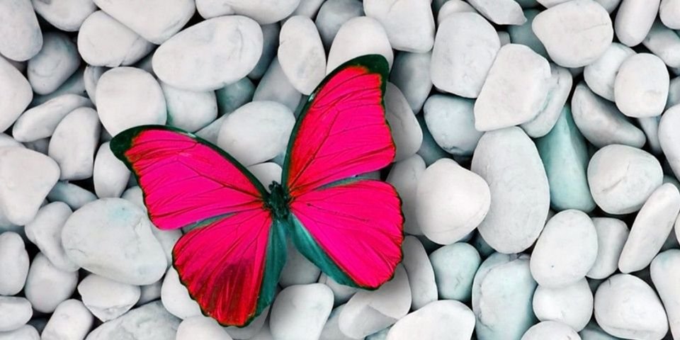 sharon_north's profile banner image