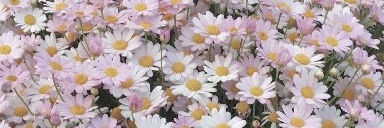 Mayta__'s profile banner image