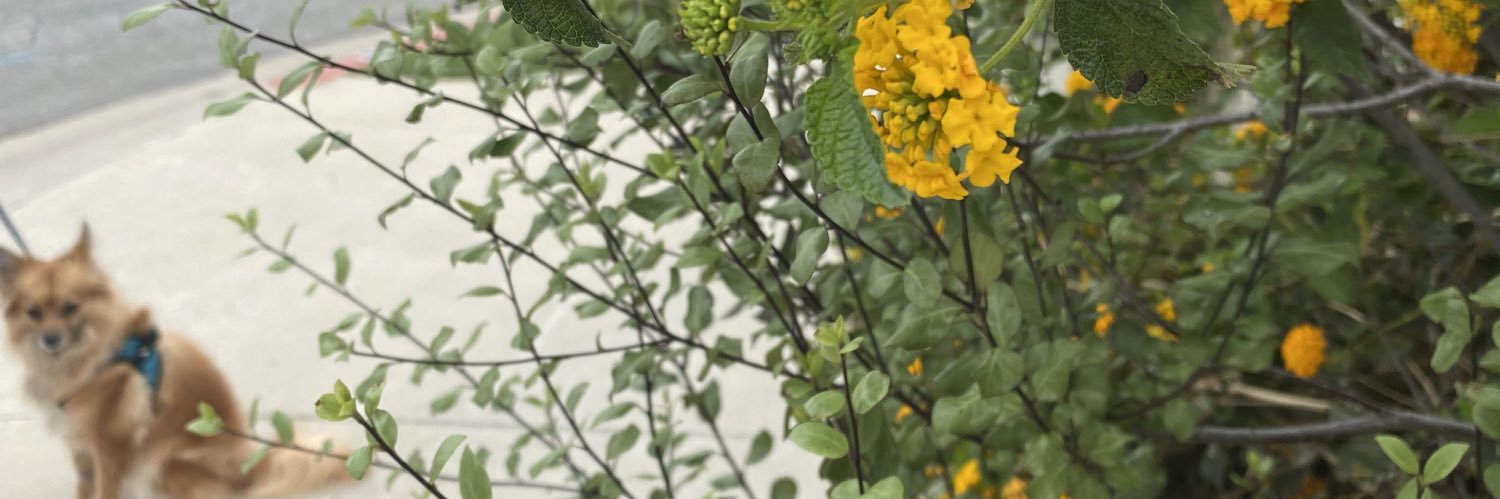 barbaraaheather's profile banner image