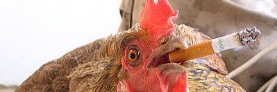 WTHChickenFacts's profile banner image