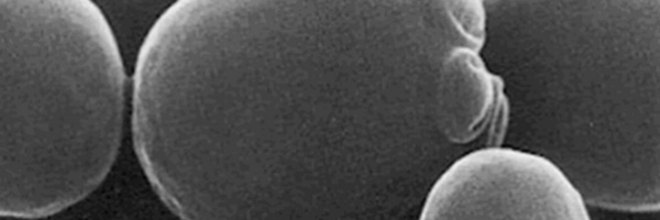 wineyeast Profile Banner